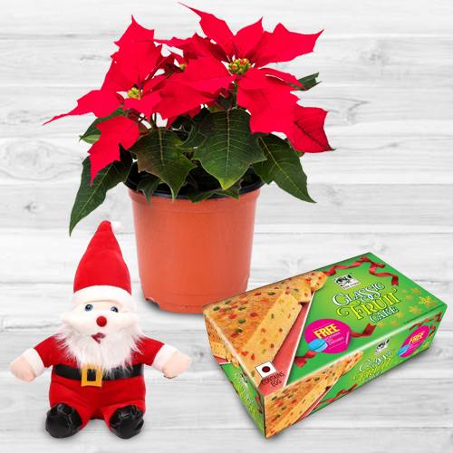 Exotic Plants Gift Combo for Christmas