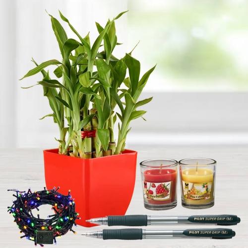 Mesmerizing Plant Gift Combo