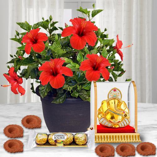 Wonderful Hibiscus Plant N Assortments Combo