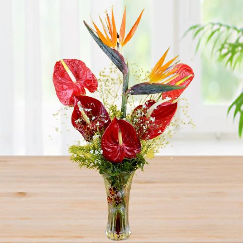 Excellent Gift of Anthurium  N  BOP in a Vase