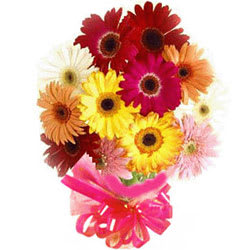 Delightful Collection of 15 Mixed Gerberas