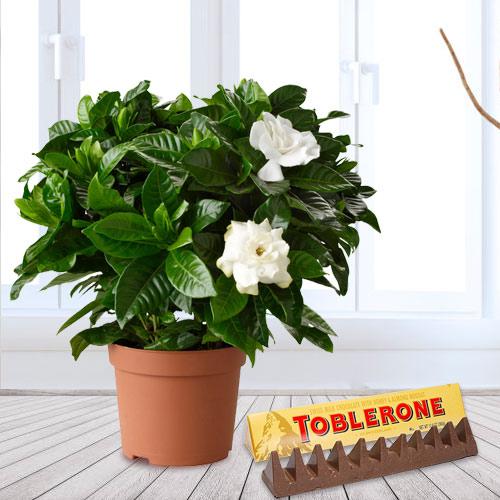 Aesthetic Combo of Jasmine Plant in Plastic Pot with Toblerone Swiss Make Chocolate