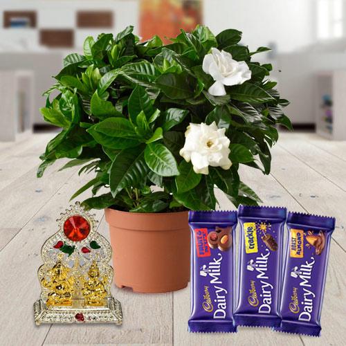 Blooming Jasmine Floral Planter with Holiday Greetings