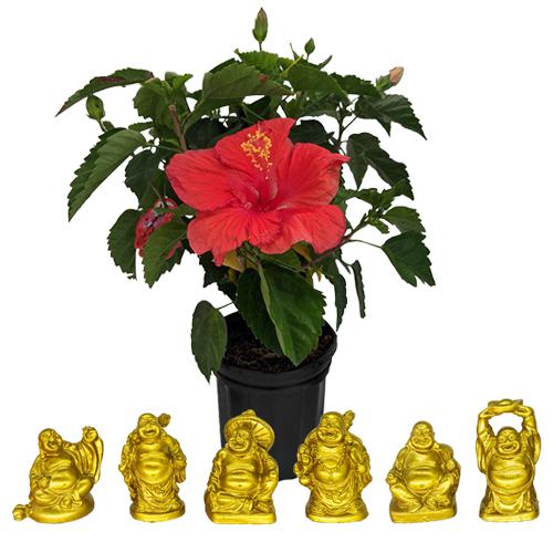Tropical Hibiscus Plant n Laughing Buddha Combo