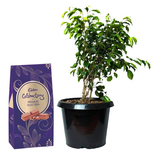Air Purifying Weeping Fig Plant n Chocolaty Pair