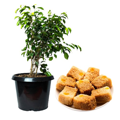Air Purifying Weeping Fig Plant with Chart-buster Sweet