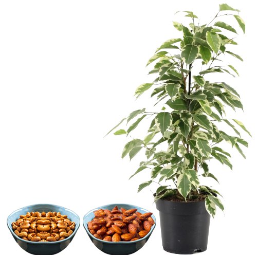 Air Purifying Weeping Fig Plant n Healthy Punch of Dried Fruits