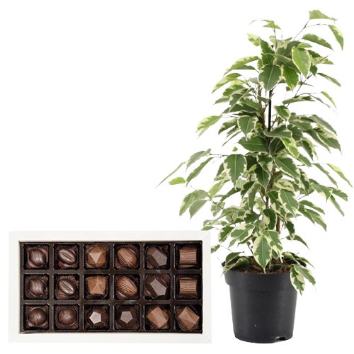 Air Purifying Weeping Fig Plant n Chocolaty Affair