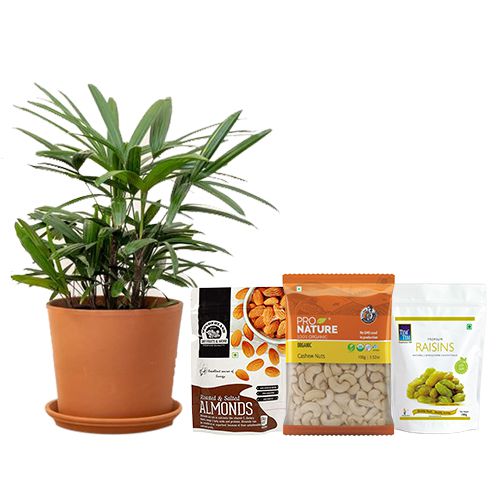 Amazing Broadleaf lady Palm Plant with Dry Fruits Assortment