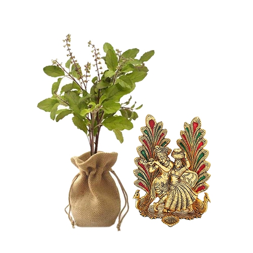 Holy Combo of Jute Wrapped Tulsi Plant with Metal Radha Krishna Idol