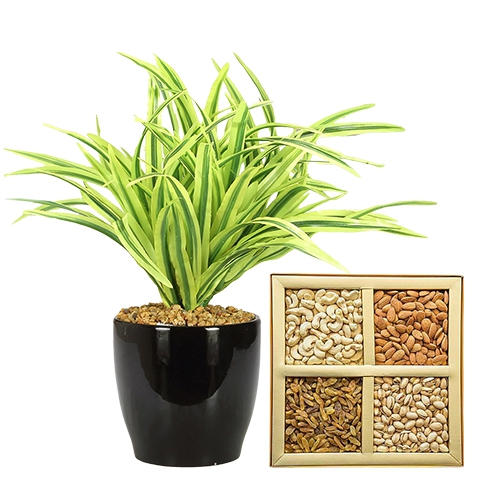 Nurturing Dracena Plant with Dry Fruit Assortment