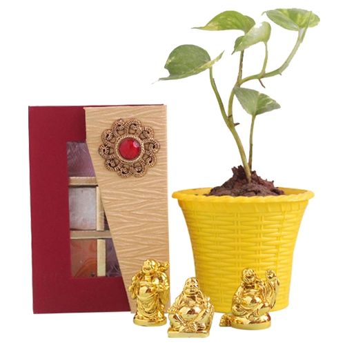 Attractive Money Plant with Laughing Buddha N Handmade Chocolate