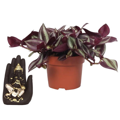 Divine Selection of Wandering Jew Plant N Palm Ganesha Showpiece