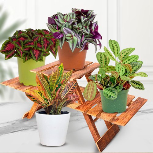 Elegant Pairing of 4 Indoor Plants