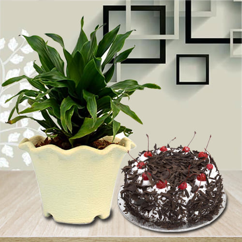 Delightful Combo of Black Forest Cake with Dracenea Compacta Plant