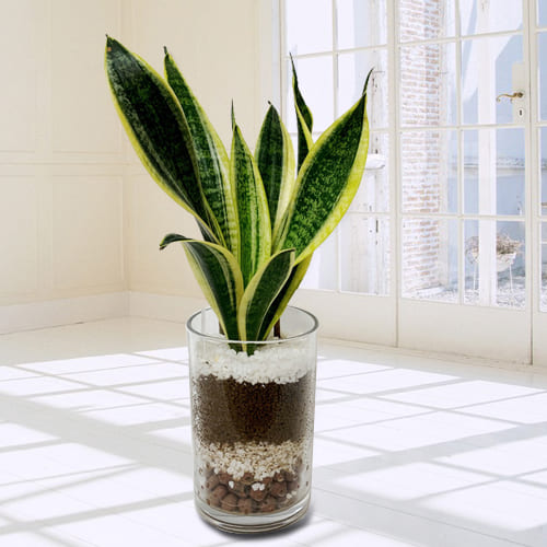 Exclusive Snake Plant in Glass Pot