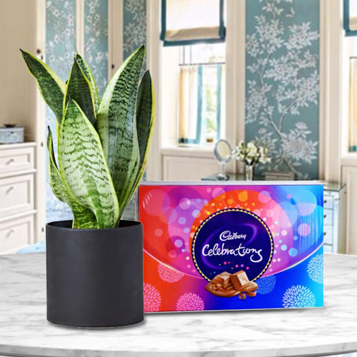 Decorative Snake Plant in a Plastic Pot with Delicious Cadbury Celebration Pack <br>