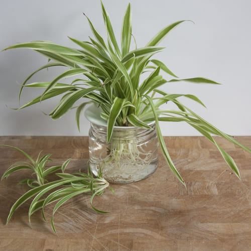 Delicate Spider Plant in a Glass Pot<br>