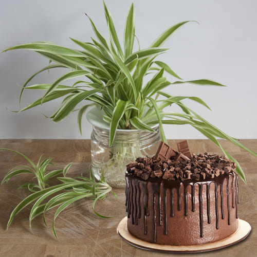 Captivating Combo of Spider Plant in Glass Pot with Chocolate Cake