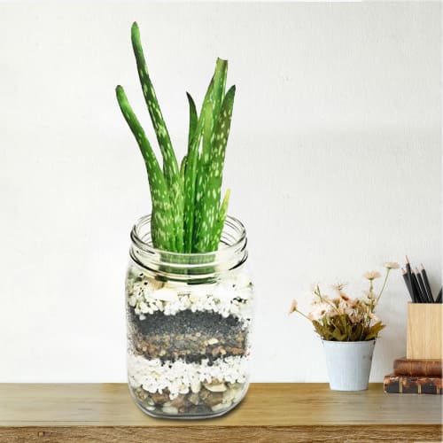 Lush Green Aloe Vera Plant in Clear Glass Vase<br>