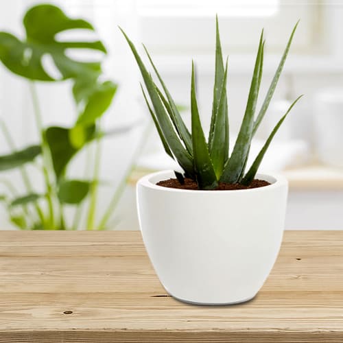 Botanical Aloe Vera Plant in Ceramic Container<br>