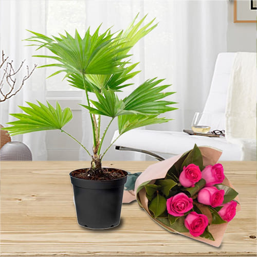 Classic Gift of China Palm in Plastic Pot with Bouquet of Pink Roses
