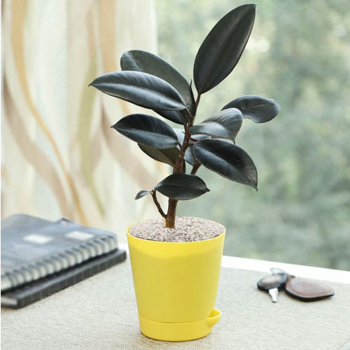 Exclusive Rubber Plant in Plastic Pot with White Chips