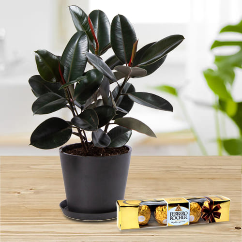 Fascinating Gift of Rubber Plant in Plastic Pot with Ferrero Rocher