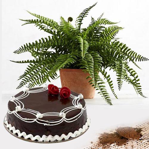 Exquisite Air Purifying Live Plant with Chocolate Cake
