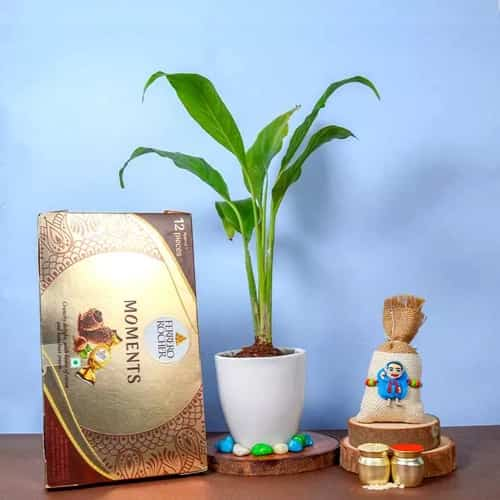 Kids Modi Rakhi Ferrero n Peace Lily