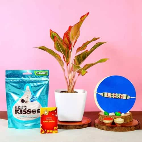 Attractive Aglaonema Hersheys Kisses N Veera Rakhi